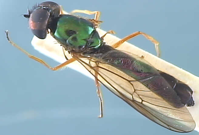 Sargus bipunctatus